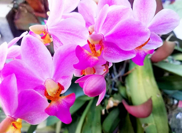 Закрыть Орхидею Фоне Боке — стоковое фото