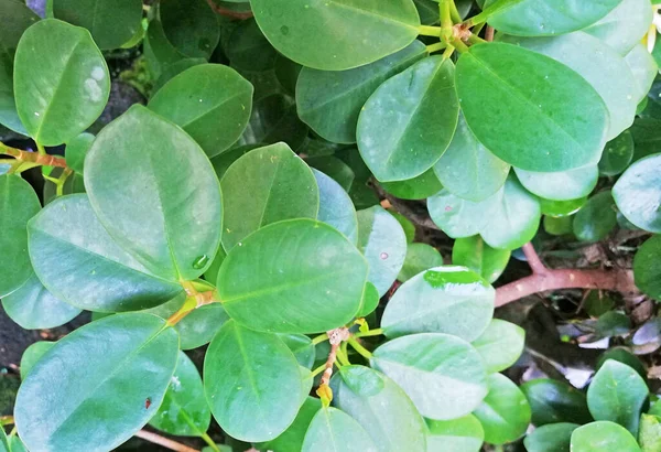 Dollar Plante Feuilles Vue Dessus — Photo