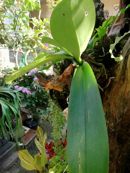 Close Orquídea Com Fundo Bokeh — Fotografia de Stock