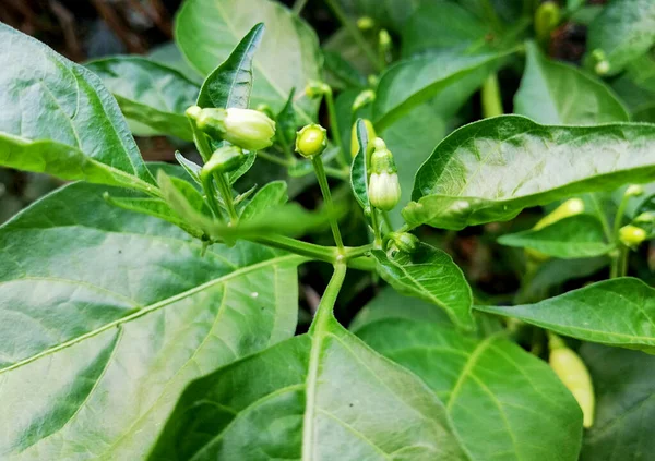 Dekat Dengan Tanaman Cabai Dengan Bunga Kecil Dan Buah Buahan — Stok Foto