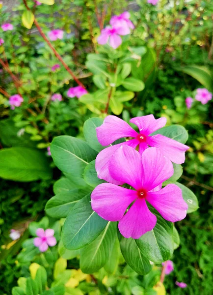 Красиві Маленькі Фіолетові Квіти Ростуть Городі — стокове фото