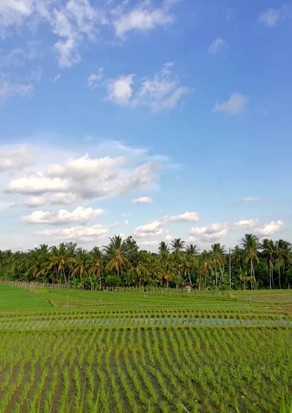 Reisfelder Mit Kleinen Reispflanzen Bei Schönem Wetter Mit Blauem Himmel — Stockfoto