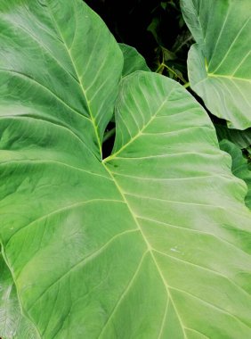 Taro yapraklarına yakın olmak, doğada büyümek.