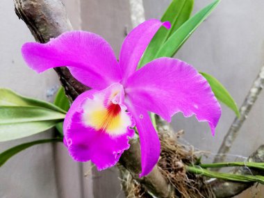 Ağaç arkaplanlı orkideyi kapat