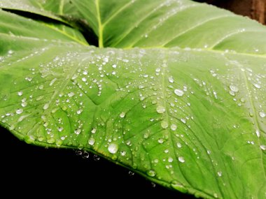 Taro yapraklarının üzerindeki su damlaları yakın plan.