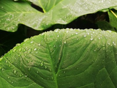 Taro yapraklarının üzerindeki su damlaları yakın plan.