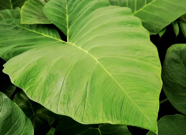 Primer Plano Las Hojas Taro Crecimiento Naturaleza — Foto de Stock