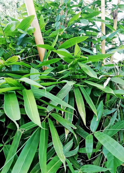 Hojas Bambú Crecimiento Bambú Amarillo Plantación — Foto de Stock