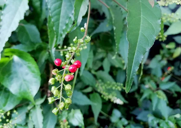 Vild Växt Med Gröna Och Röda Små Frukter Tillväxt Naturen — Stockfoto