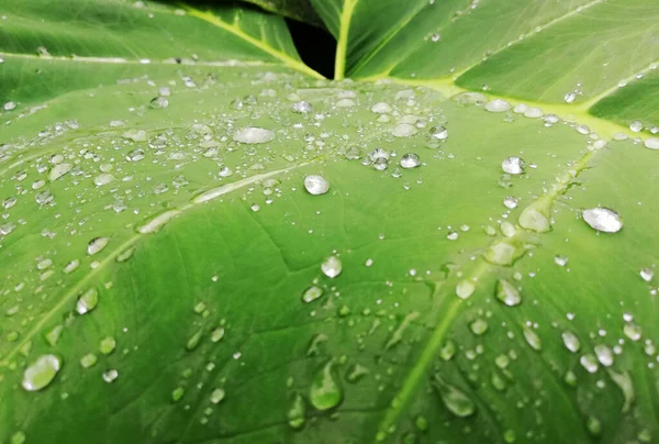 Taro yapraklarının üzerindeki su damlaları yakın plan.