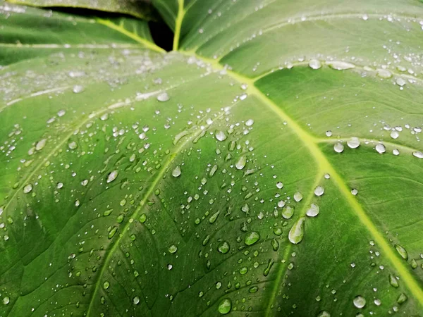 Taro yapraklarının üzerindeki su damlaları yakın plan.