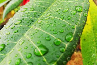 Yeşil yapraklara yağmur damlaları yağar