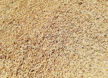 Pirinç arkaplanı yakın plan