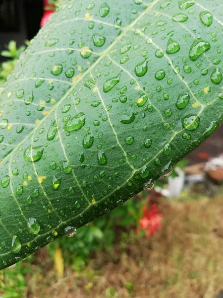 Rain Water Drops Green Leafs — стоковое фото