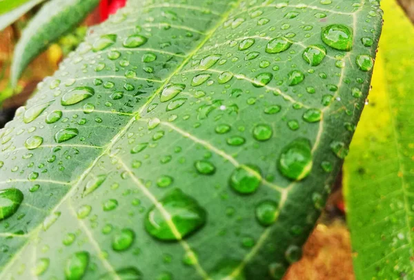 Yeşil yapraklara yağmur damlaları yağar