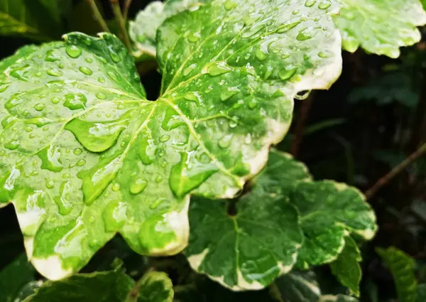 Rain Water Drops Green Leafs — стоковое фото