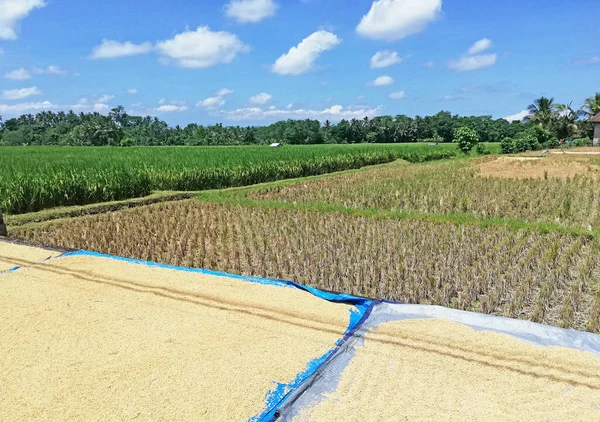 Gelbes Reiskorn Das Unter Der Sonne Auf Dem Reisfeld Trocknet — Stockfoto
