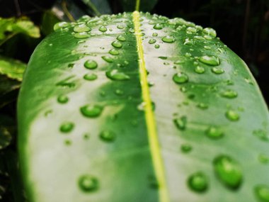 Yeşil yapraklara yağmur damlaları yağar