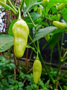 Ağaçta taze yeşil biber yetişiyor.