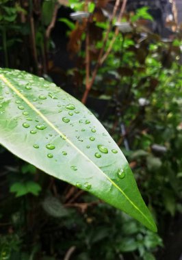 Yeşil yapraklara yağmur damlaları yağar