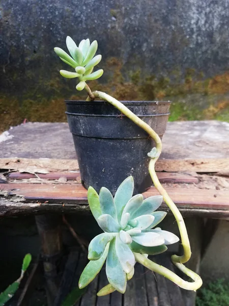 Planta Casa Pequena Crescimento Vaso Flor Preta — Fotografia de Stock