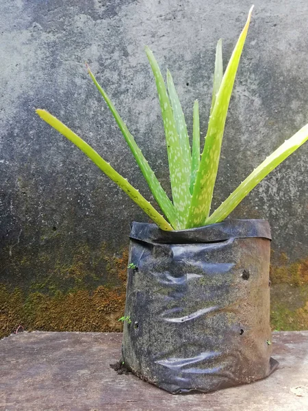 Aloe Vera Plant Growth Poly Bag — стоковое фото
