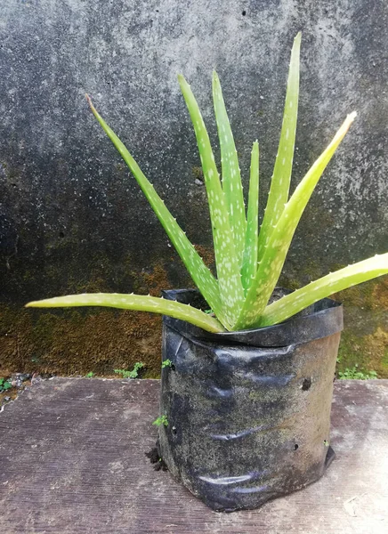Aloe Vera Plant Growth Poly Bag — стоковое фото