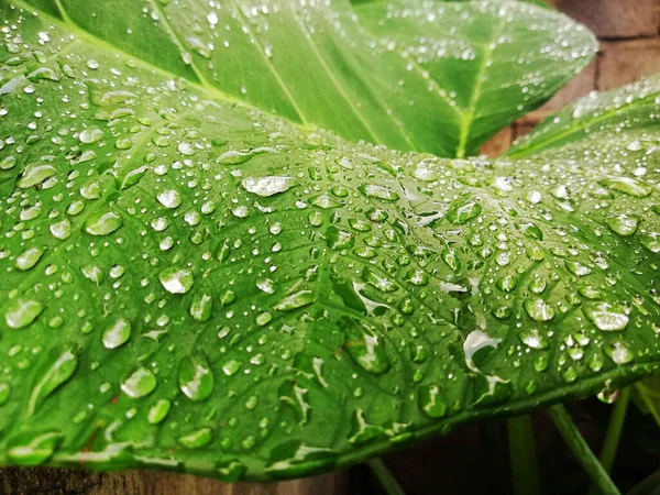 Waterdrops Taro Leafs Close — стоковое фото