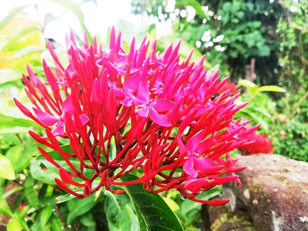 Flor Vermelha Asoka Crescimento Fresco Jardim — Fotografia de Stock