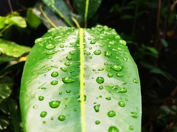 Rain Water Drops Green Leafs — Stock Photo, Image