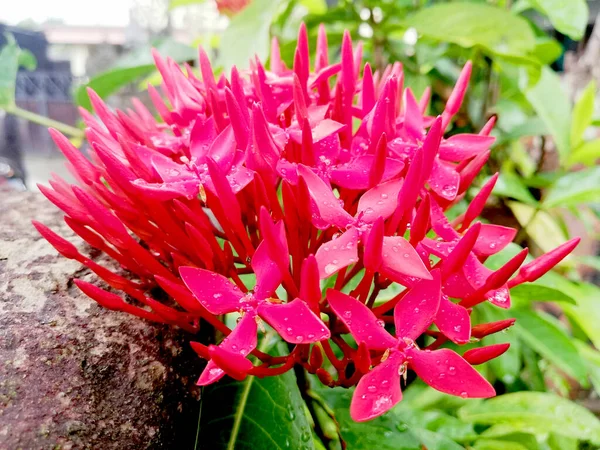 Flor Vermelha Asoka Crescimento Fresco Jardim — Fotografia de Stock