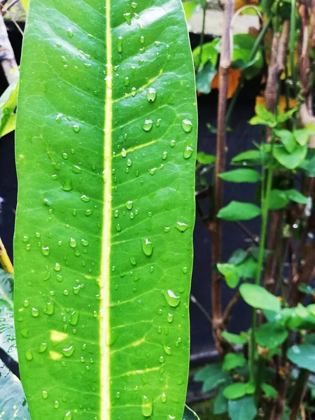 Rain Water Drops Green Leafs — стоковое фото