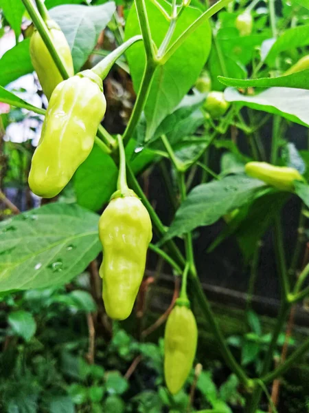 Cabai Hijau Tumbuh Segar Pohon — Stok Foto