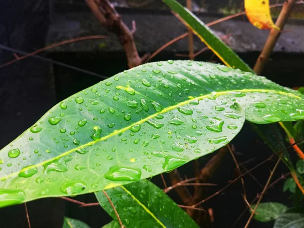 Krople Wody Deszczowej Zielonych Liściach — Zdjęcie stockowe