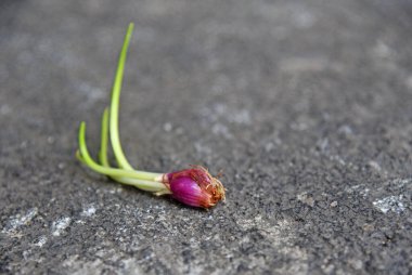 Taze arpacık soğanı filizleri, doğa taşı arka planına yerleştirilir.