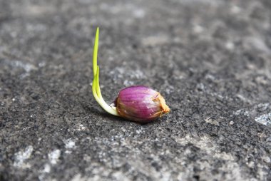 Taze arpacık soğanı filizleri, doğa taşı arka planına yerleştirilir.