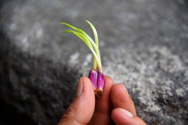 Taze soğan tutan eller yakından filizlenir.