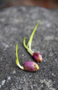 Taze arpacık soğanı filizleri, doğa taşı arka planına yerleştirilir.