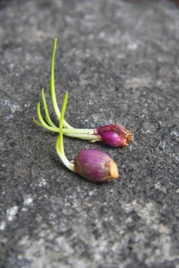 Taze arpacık soğanı filizleri, doğa taşı arka planına yerleştirilir.