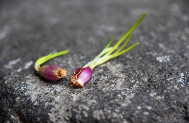 Taze arpacık soğanı filizleri, doğa taşı arka planına yerleştirilir.