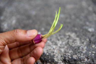 Taze soğan tutan eller yakından filizlenir.