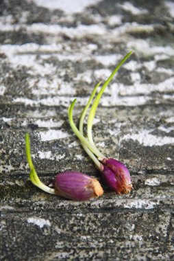 Taze arpacık soğanı filizleri, doğa taşı arka planına yerleştirilir.