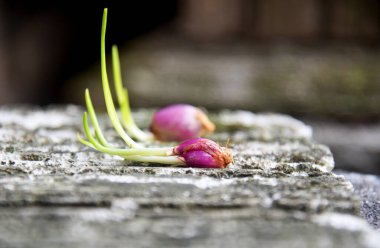 Taze arpacık soğanı filizleri, doğa taşı arka planına yerleştirilir.