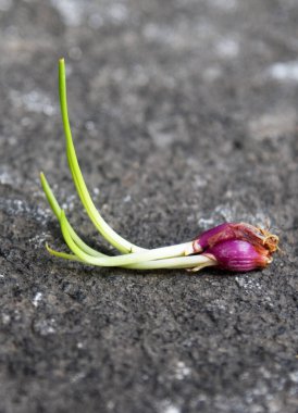 Taze arpacık soğanı filizleri, doğa taşı arka planına yerleştirilir.