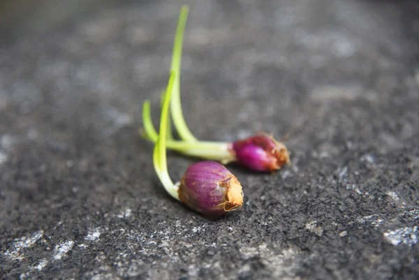 自然の石の背景に置かれた新鮮なエシャロットの芽 — ストック写真