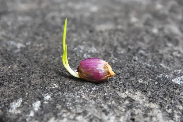 Taze arpacık soğanı filizleri, doğa taşı arka planına yerleştirilir.