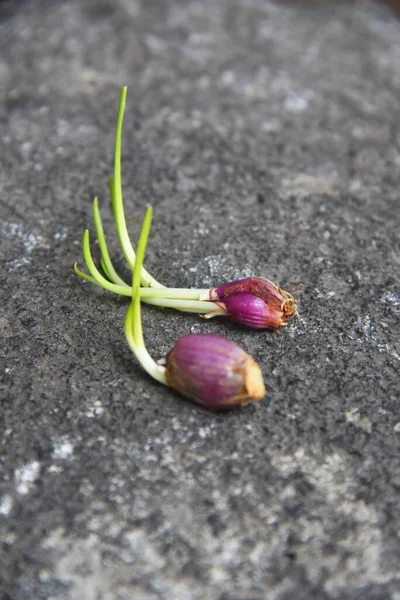Taze arpacık soğanı filizleri, doğa taşı arka planına yerleştirilir.
