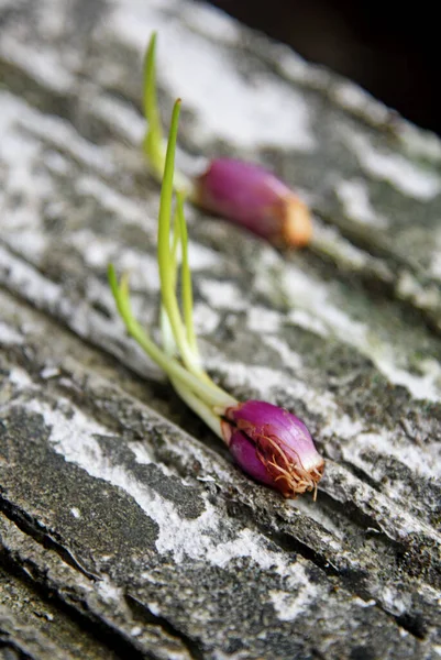 Taze arpacık soğanı filizleri, doğa taşı arka planına yerleştirilir.