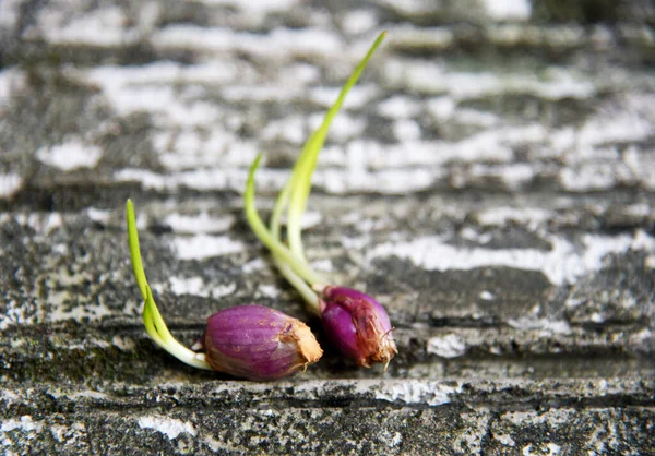 Taze arpacık soğanı filizleri, doğa taşı arka planına yerleştirilir.