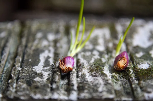 自然の石の背景に置かれた新鮮なエシャロットの芽 — ストック写真